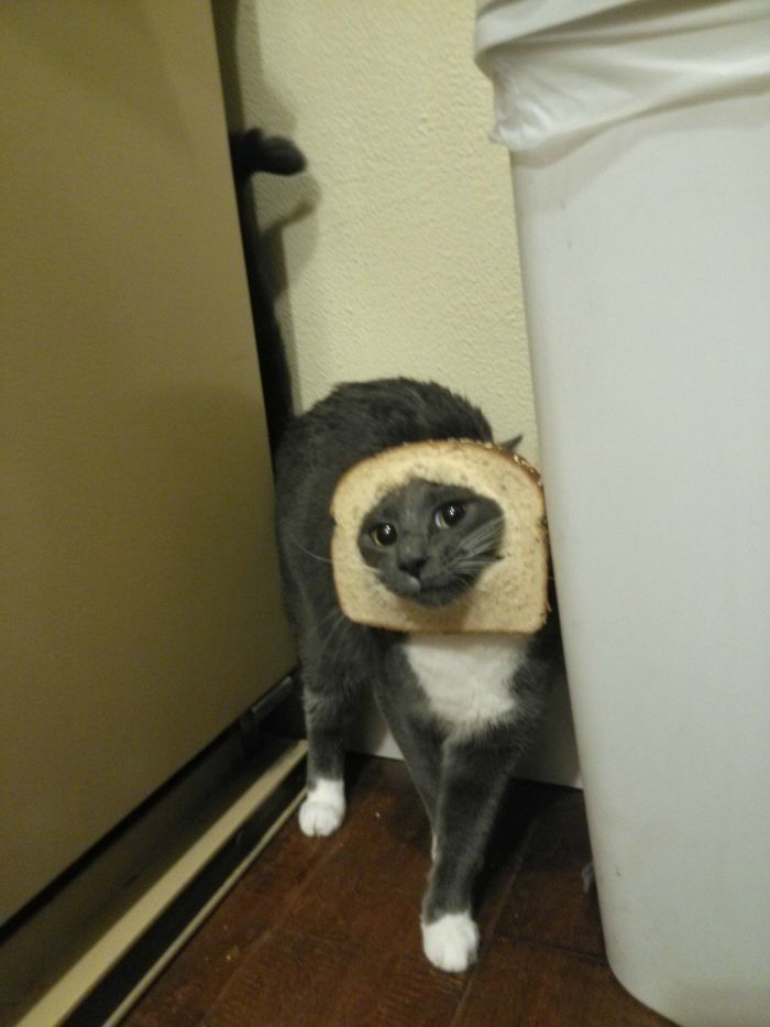This Is My Inbread Cat Smokey