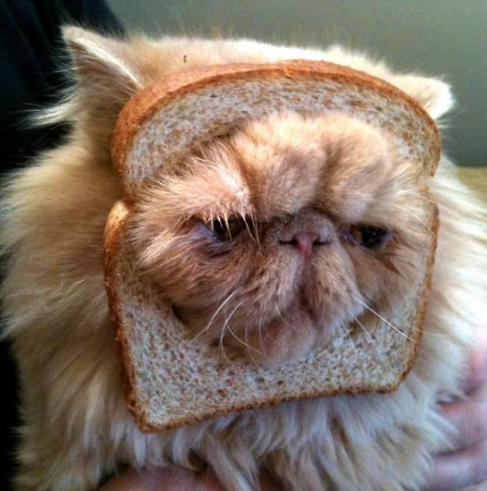 Bread Cat