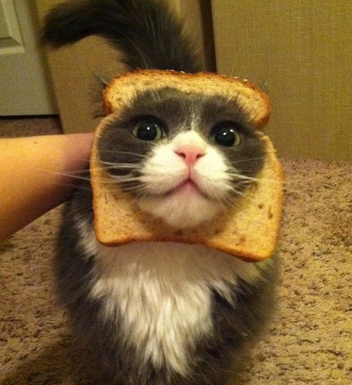 Inbread Cat