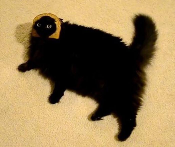 My Friend Sent Me A Picture Of His Cat