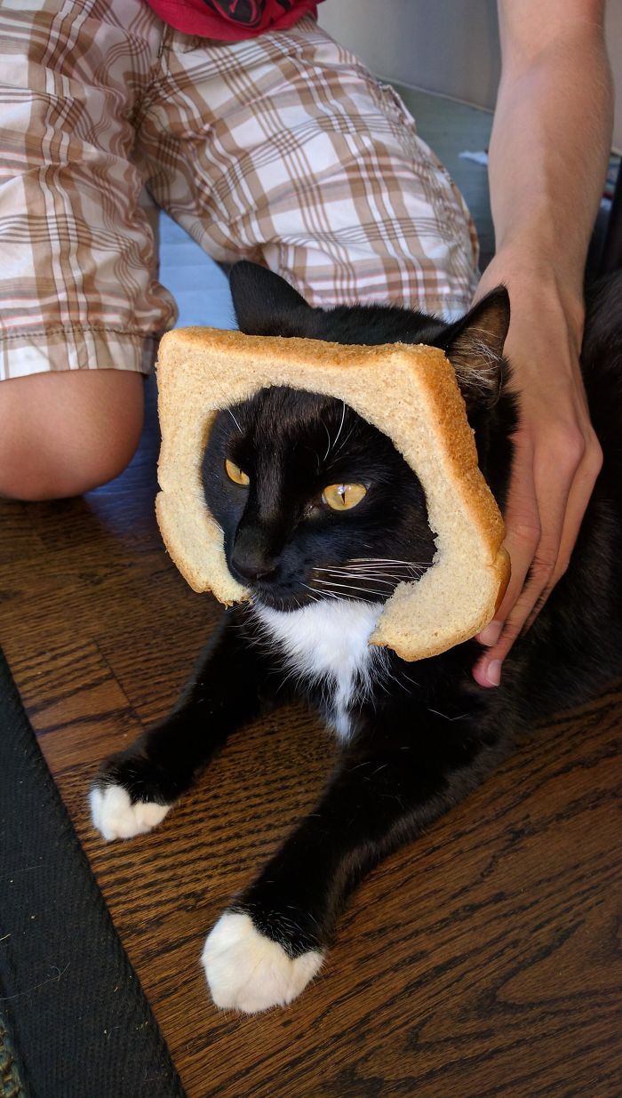 Make Inbread Cats Bready Again