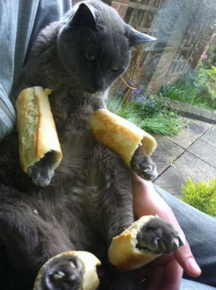 An Inbread Cat
