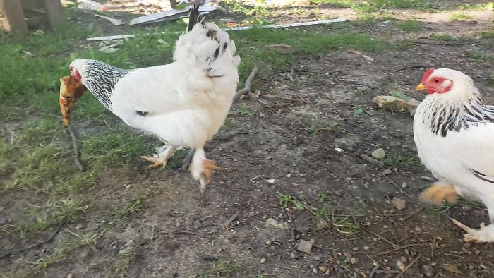 My Chicken Stole A Whole Piece Of Pizza From My Plate