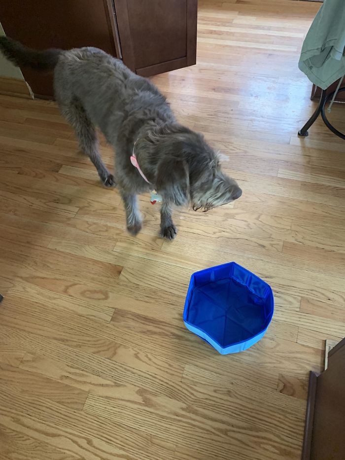 Wife Ordered A Pool For Our Dog And This Is What We Got After Waiting For A Month