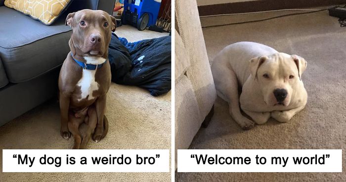 People Are Sharing Hilarious Pics Of Their Pets Sitting Like Total Weirdos In This Thread (30 Pics)
