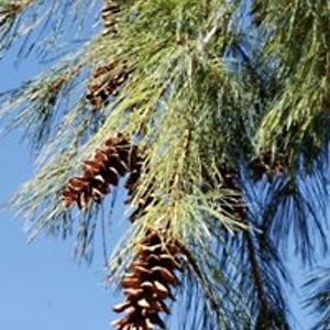 williamsmaryr avatar