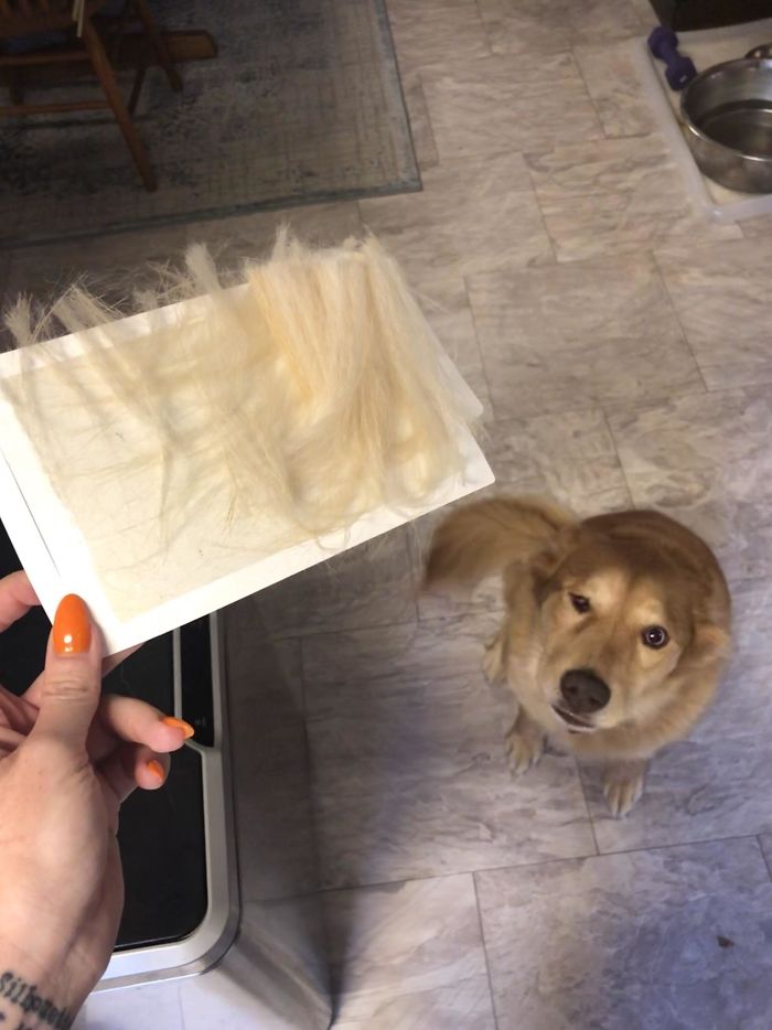 My Poor Dog Got Her Tail Caught On A Glue Trap For Insects Underneath The Fridge, While Patiently Waiting For A Treat