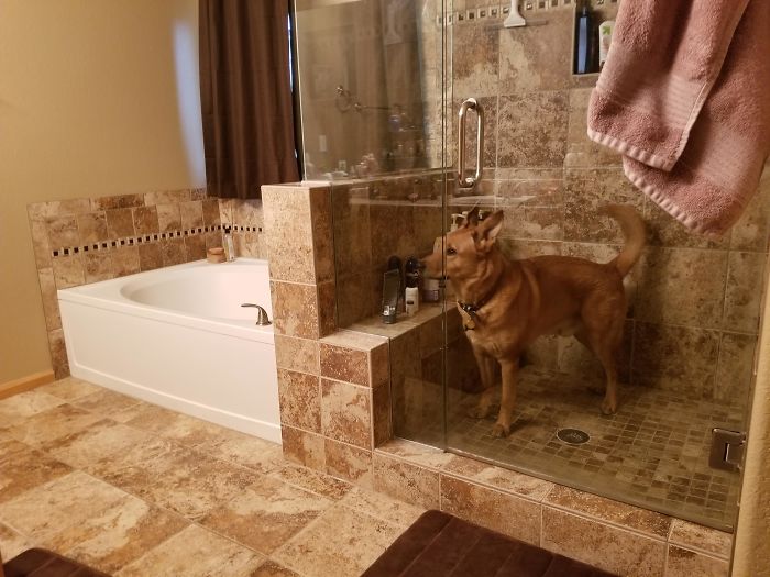 Trapped Himself In The Shower At Some Point During The Night. Woke Up To Scared Whining