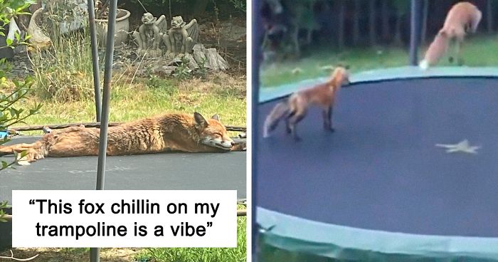 People Are Sharing Photos Of Foxes That Paid Them A Visit (13 Pics)