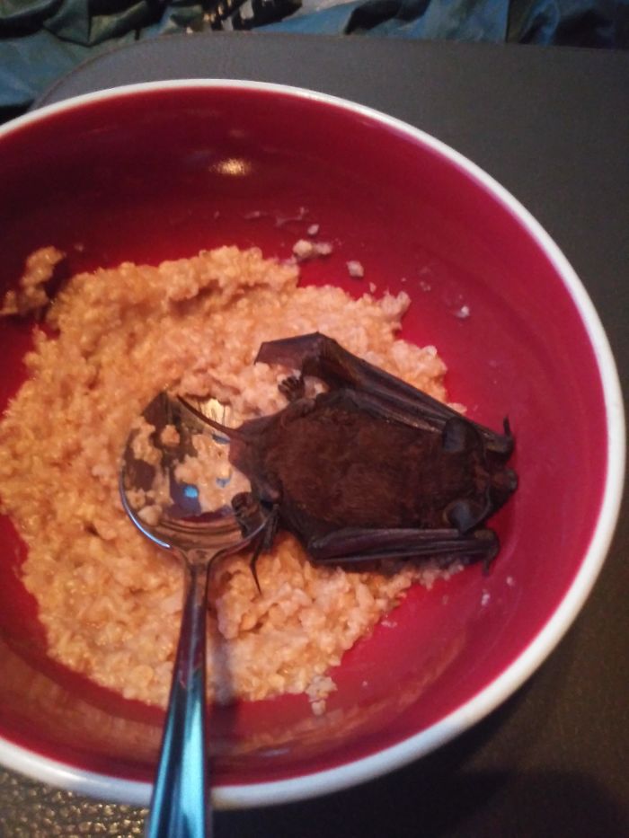 This Morning A Bat Crashed Into My Face And Fell Into My Breakfast. He Seemed Fine
