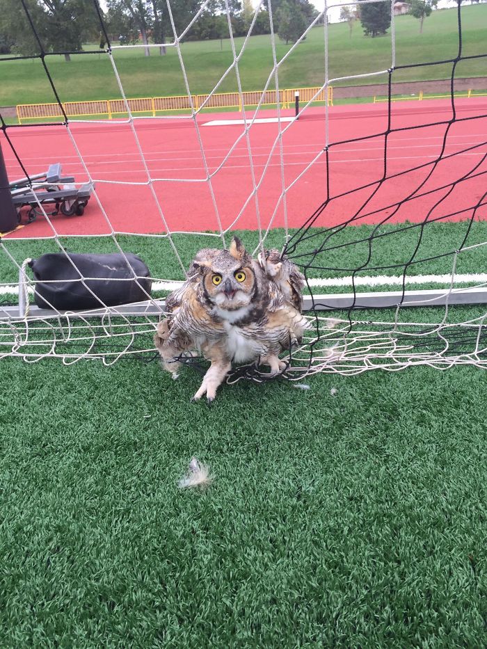 Owl Got Stuck In The Net, Delaying Our Game For 30 Minutes. He Was Removed And Is Currently In The Zoo