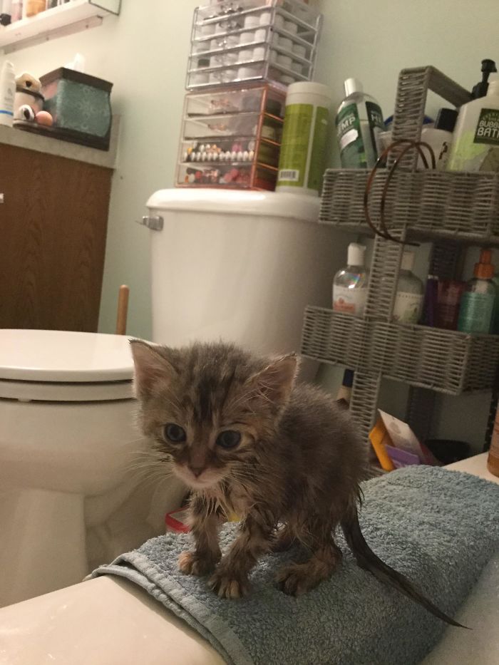 When The Kitten Discovers That She Can't Walk On Bubbles And Thinks You Have Betrayed Her