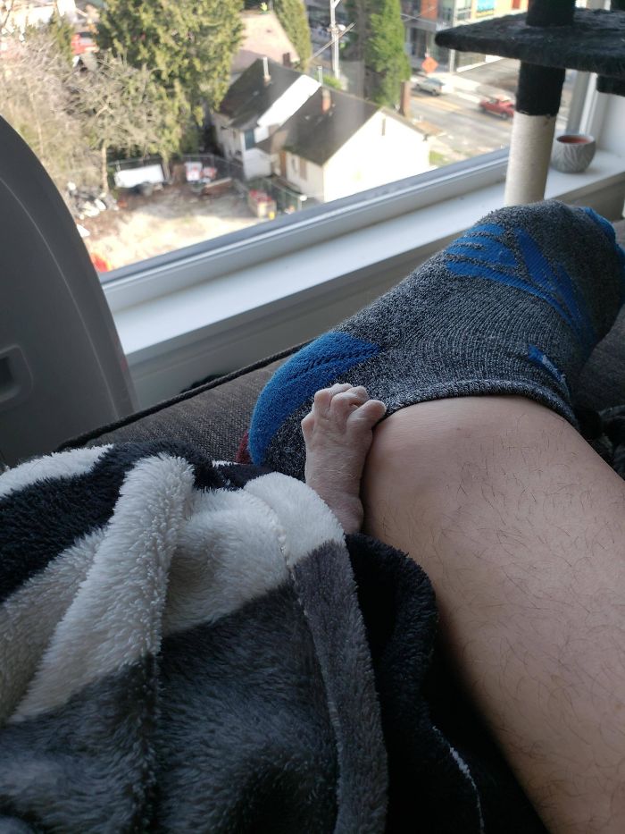 Owning A Hairless Cat Occasionally Results In Nightmare Material