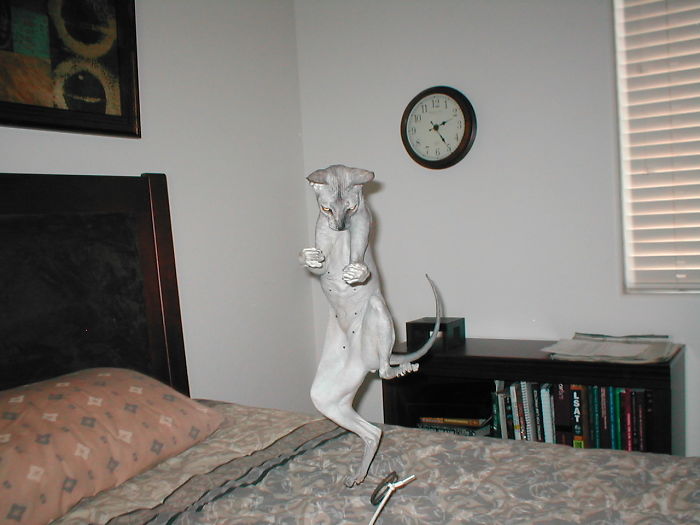 My Hairless Cat Knows Kung Fu