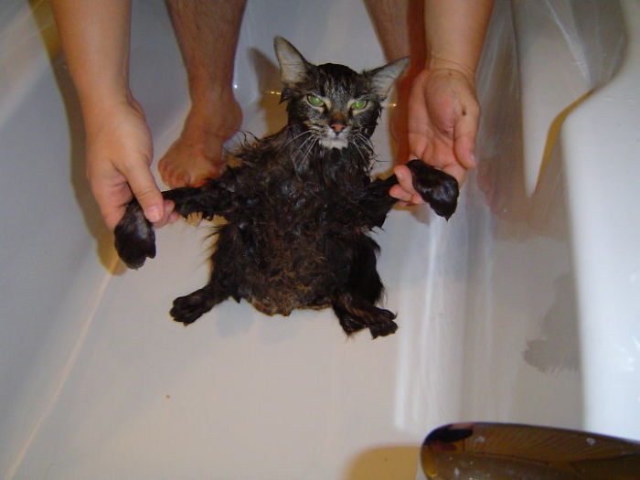 A Bad Day: Sprayed By A Skunk And Forced To Take A Bath