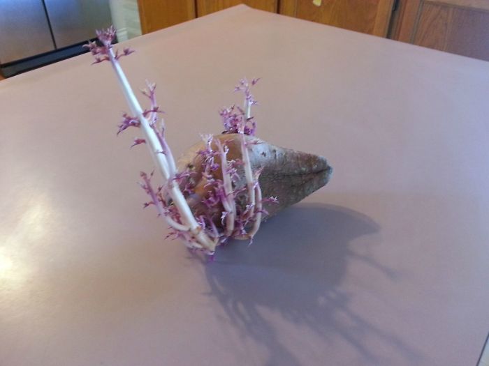 This Potato Sprouted While It Was In The Back Of The Cabinet.