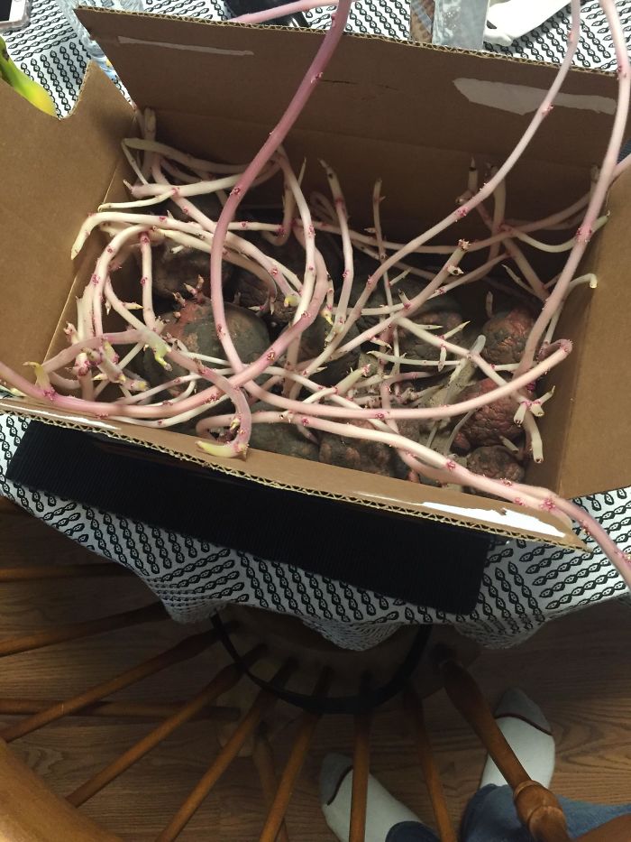 This Box Of Potatoes That I Left In The Cupboard For 3 Months
