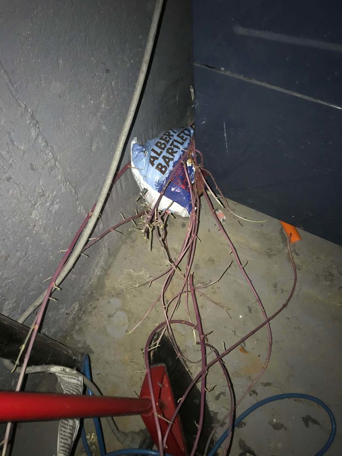 Found A Old Bag Of Potatoes Behind The Washing Machine...gone Alien With 3ft Roots