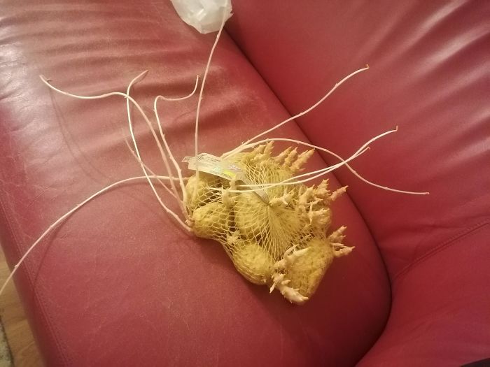 What Once Happened To Some Potatoes I Bought After Being Forgotten For 1,5 Months.