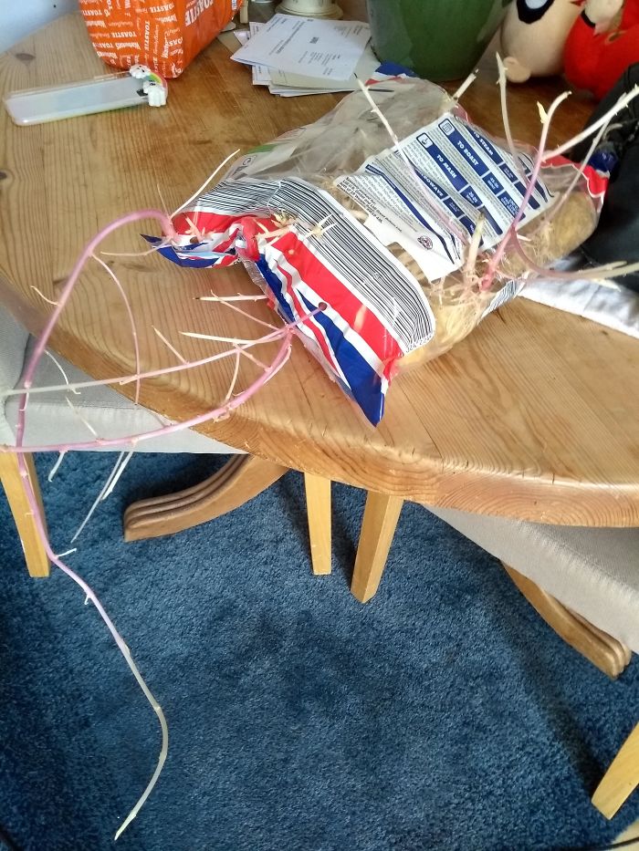 Left These Potatoes In A Dark Cupboard.