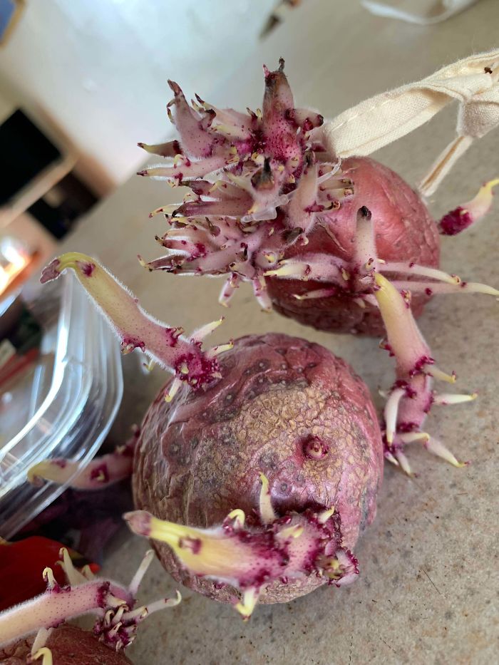 These Potatoes In The Drawer.