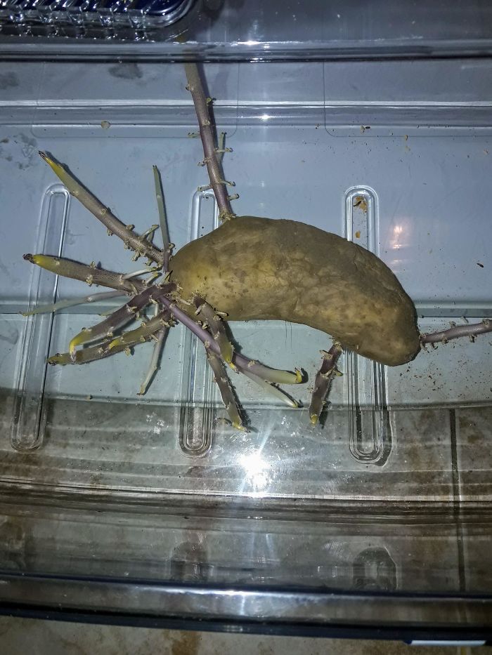 I Forgot This Potato At The Bottom Of My Fridge For 2 Months