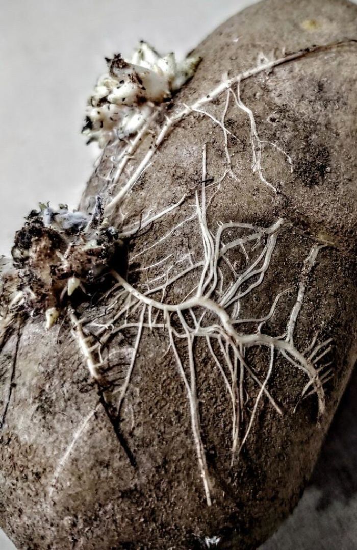 I Guess I Forgot About A Potato I Had. Found This At The Bottom Of A Bucket When I Went To Make Dinner.