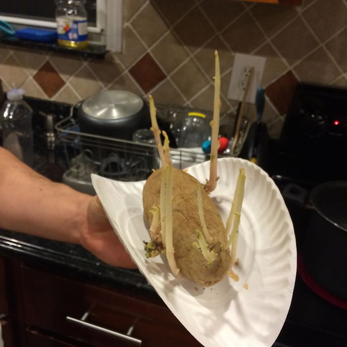 I Left A Potato In My Kitchen Cabinet For 3 Months And Then I Found It Like This.