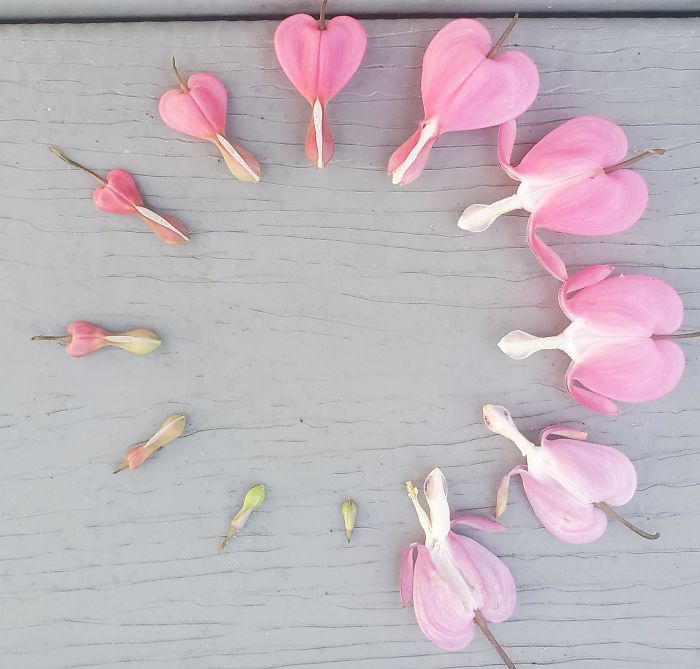 Life Cycle Of A Bleeding Heart
