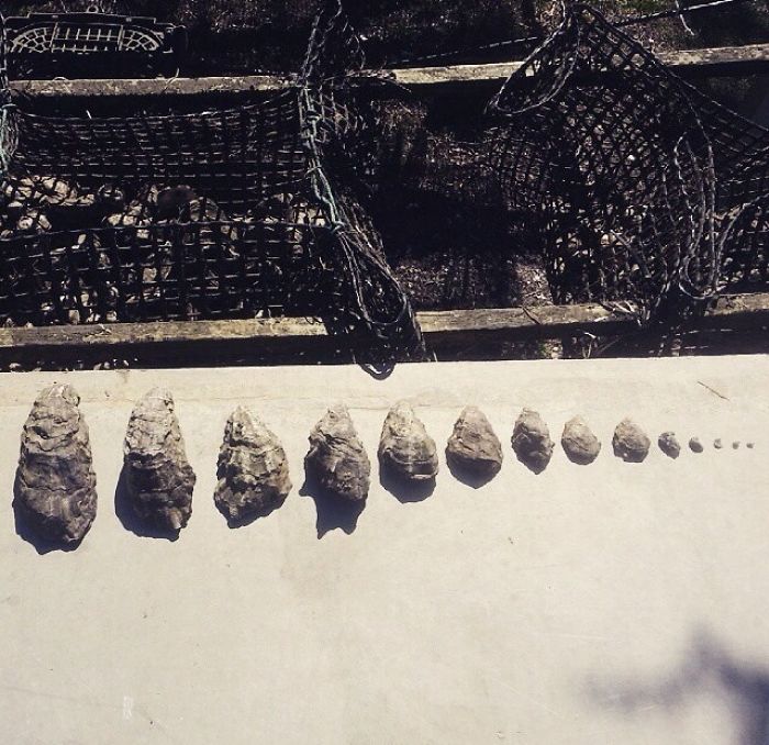 Oysters At Different Stages Of Growth