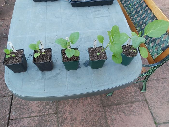 In The Style Of The Strawberry Pics A Few Days Ago, Here's Our Aubergine Plants Ordered By Their Growth Stage