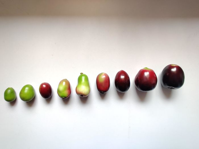 Life Cycle Of Jamun (Malabar Plum)