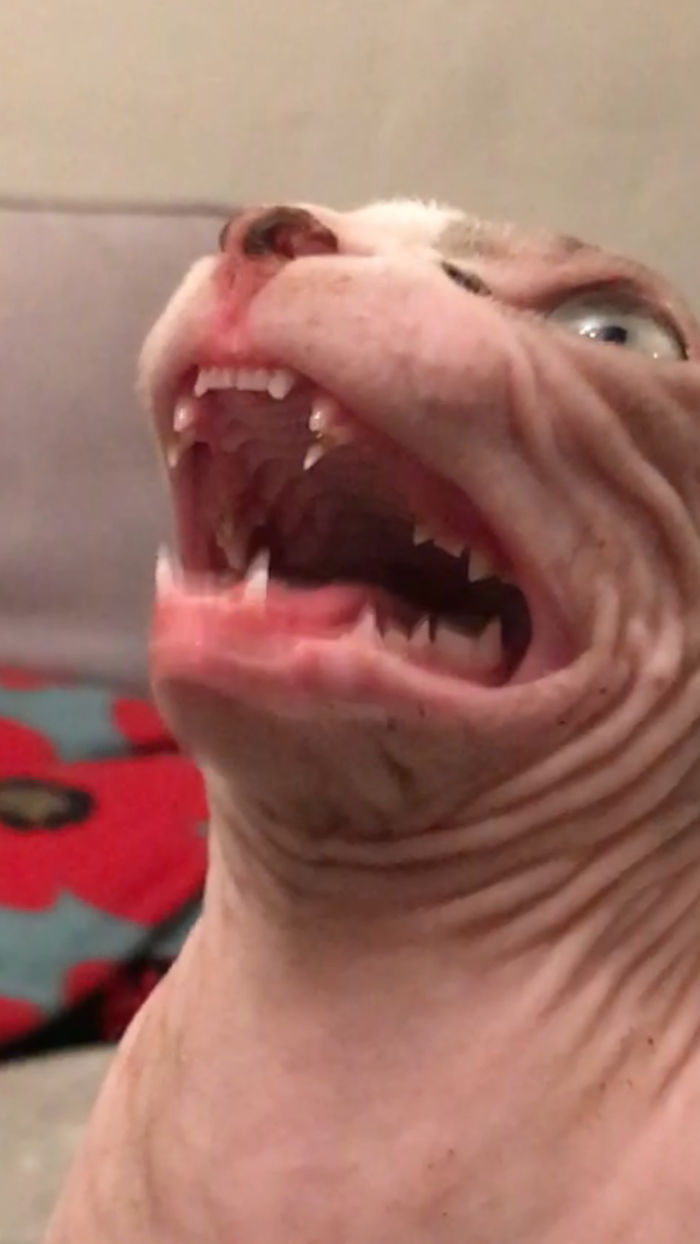 Enough With These Cute Costumes. Happy Halloween From Skully