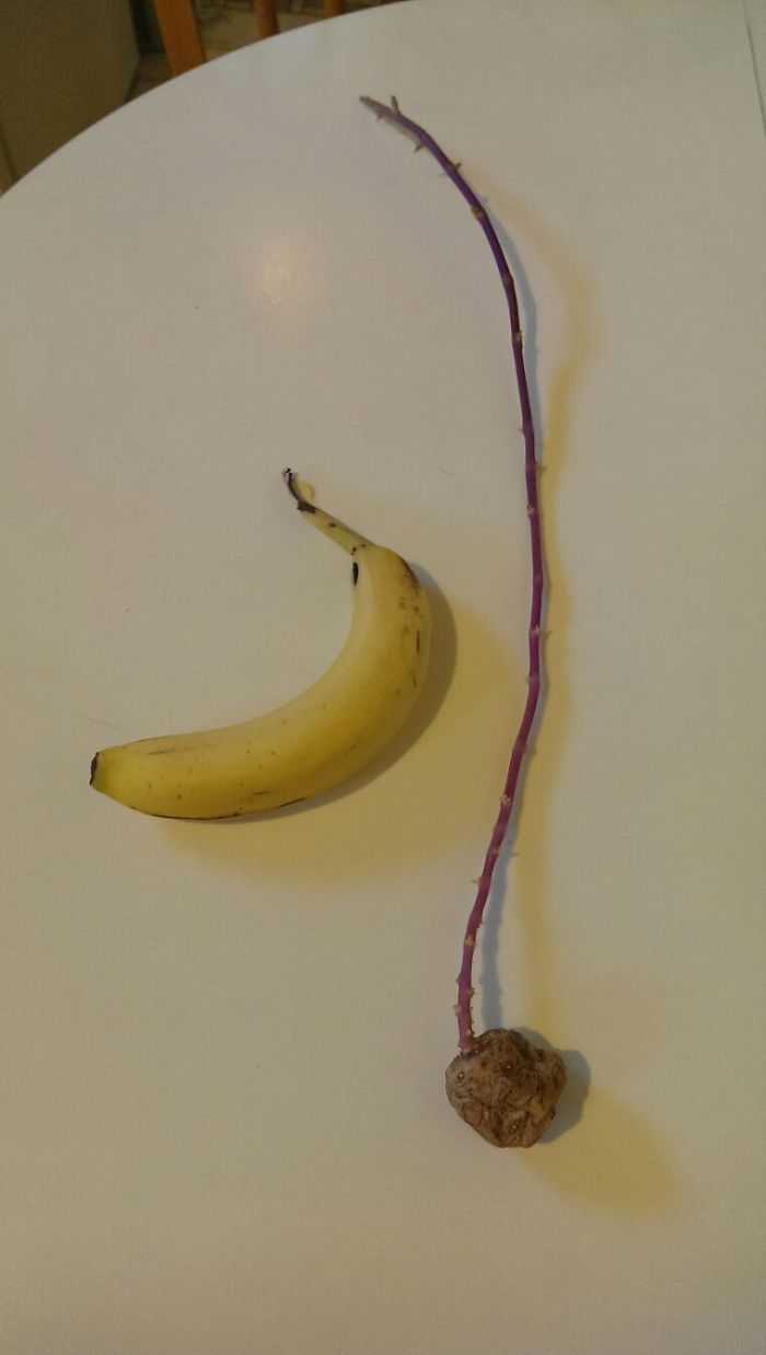 This Tiny Potato Has A Very Long Sprout