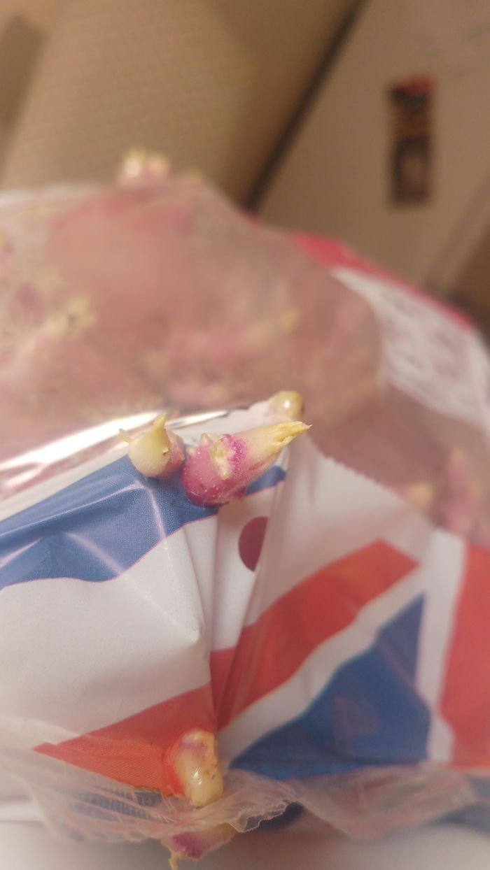Sprouting Potatoes Breaking Through The Plastic Bag They're Trapped In
