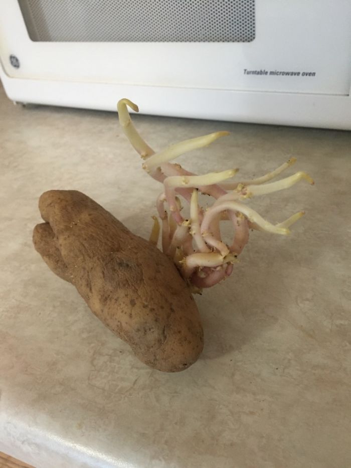 Have You Ever Reached Into A Dark Pantry And Scared The Living S**t Outta Yourself With A Potato? No? Me Either