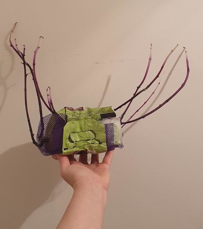 I Forgot About My Potatoes For A Couple Months