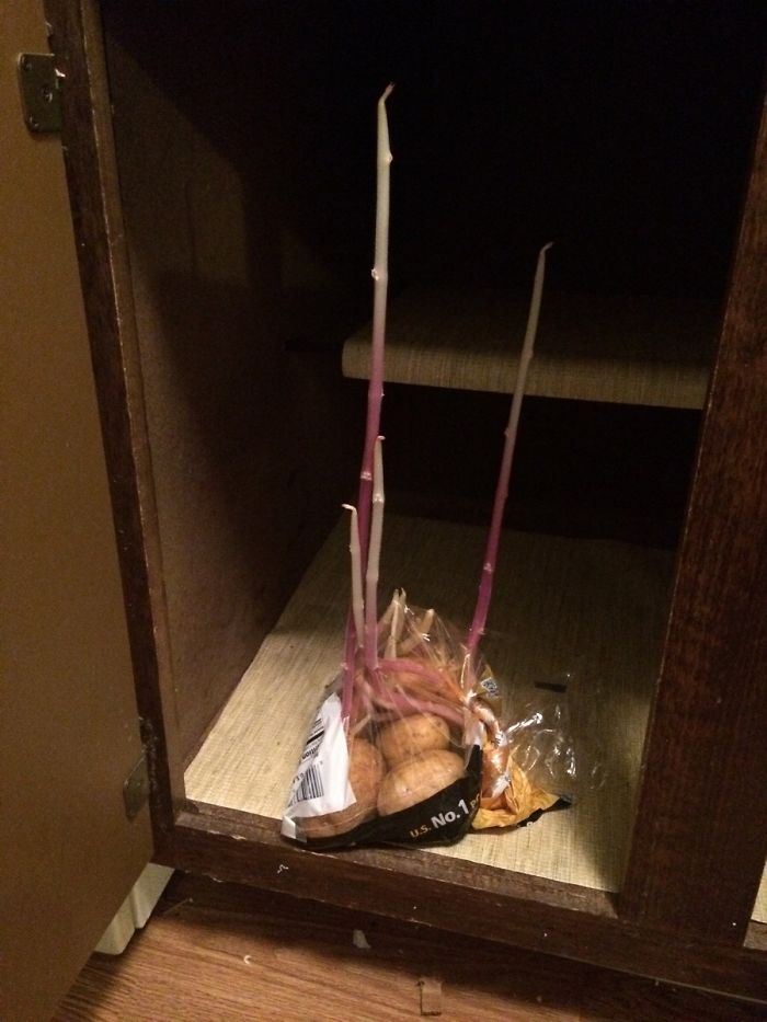 Sooo I Forgot I Had Potatoes