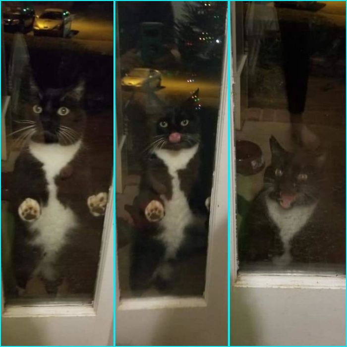 This Is Whisper. Whisper Frequently Sneaks Outside, Then Gets Angry When We Don't Immediately Notice Her Absence. If We Stop To Laugh At Her Foolishness Before Letting Her Back In, She Licks The Windows And Screams