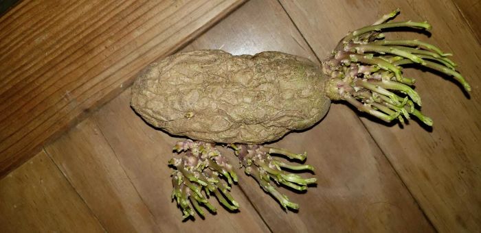 This Sprouting Potato