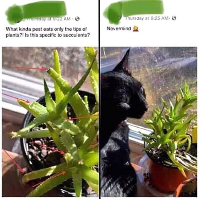 Cat-Funny-Posts