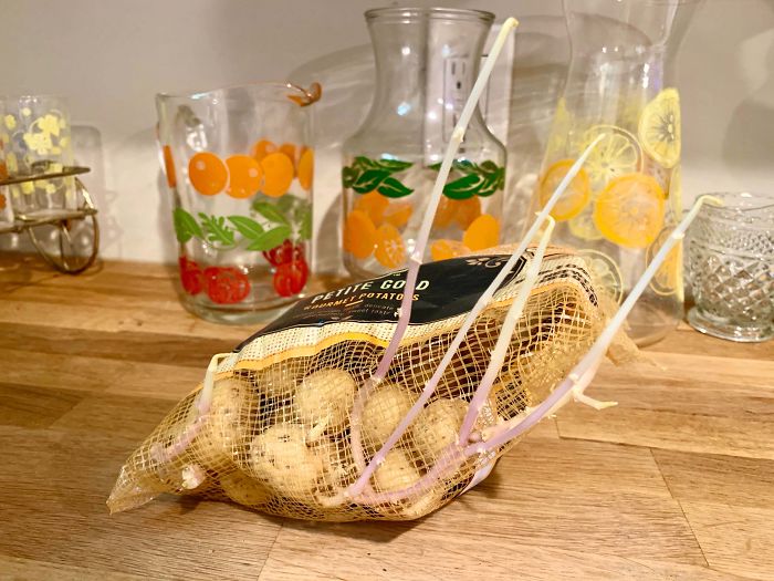 Some Potatoes I Forgot About In My Cabinet Started Sprouting