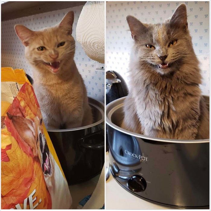 Tucker (Left) Learning Bad Habits From His Sister, Logan