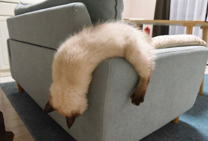 Cat Liquefaction Syndrome. The Only Known Cure Is The Sound Of A Can Opener...