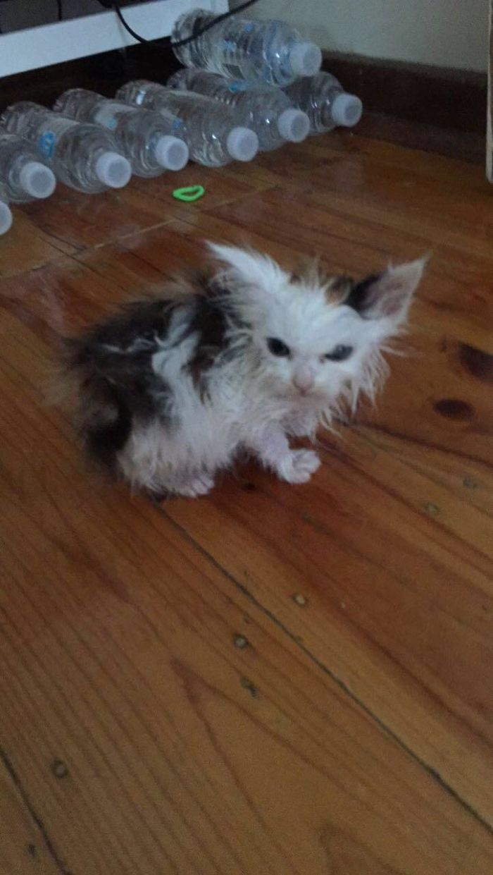 It’s Not My Fault That Someone Fell Into Their Own Poop And Couldn’t Clean Themselves