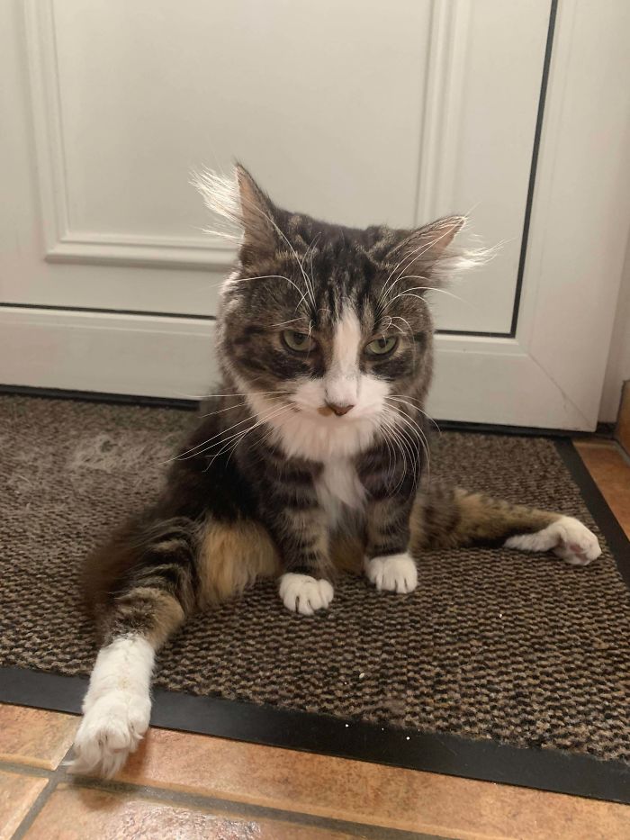 My Cat Is Disabled And He Sometimes Likes To Sit Like That