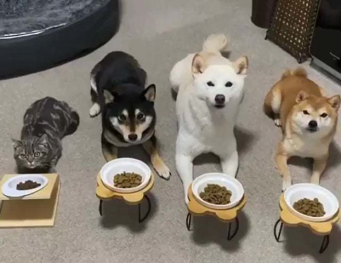 Cat Infiltrated In A Dog Pack