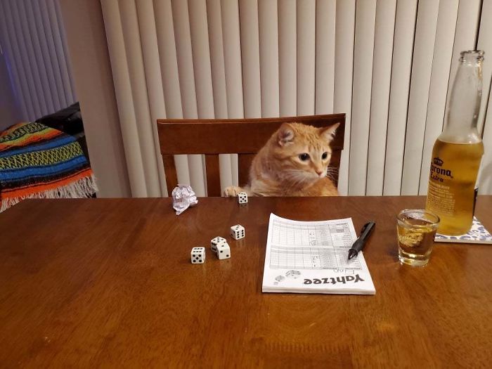 My Boyfriend Is Taking Care Of My Cat For Me. I Asked How It Was Going And He Sent Me This