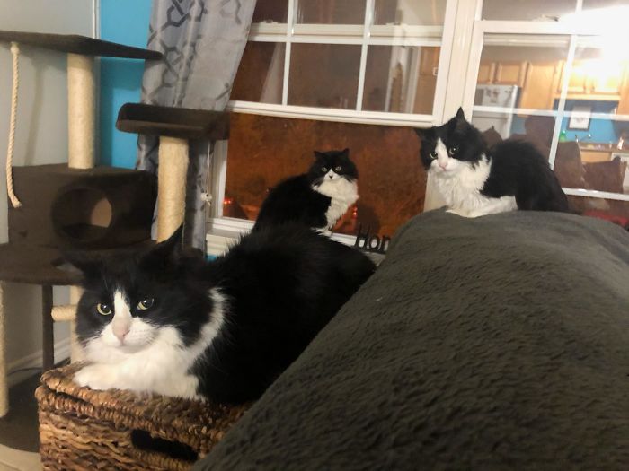 I’ve Somehow Ended Up With Three Of Nearly The Same Cat