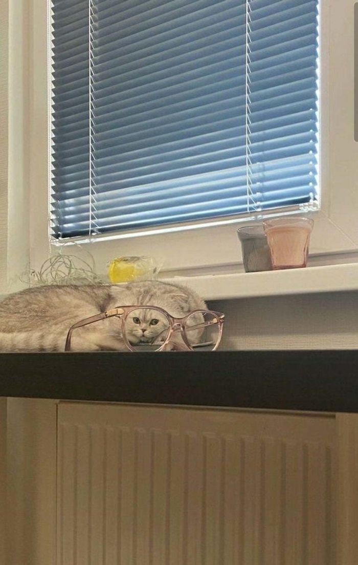 Cat With A Small Face